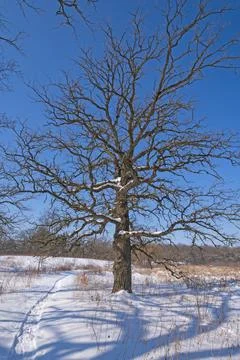 Gnarled Oak Tree in the Winter Stockfoto's