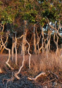 Gnarled Oak trees at sunset, Cabbage Island, British Columbia Foto stock
