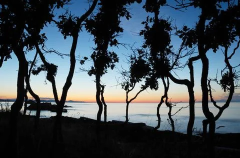 Gnarled Oak trees at sunset, Cabbage Island, British Columbia Foto stock
