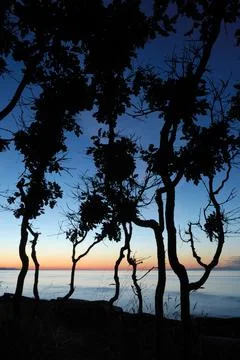 Gnarled Oak trees at sunset, Cabbage Island, British Columbia Stock Photos