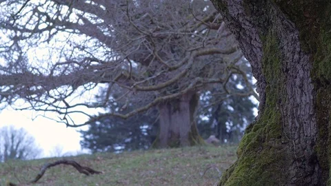 Gnarled Old Oak Tree Stock Footage 98274456