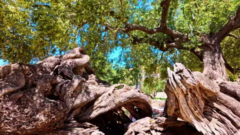Gnarled old olive tree in Exo Chora town on Zakynthos Island, Greece - Stock Footage 280103956