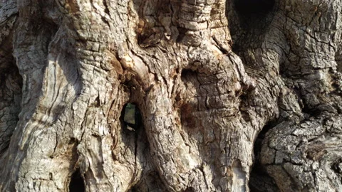 Gnarled old olive tree - lumpy, twisted and rough bark of an aged trunk. Close Stock Footage 232940669