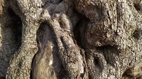 Gnarled old olive tree - lumpy, twisted and rough bark of an aged trunk. Close Stock Footage 232941761