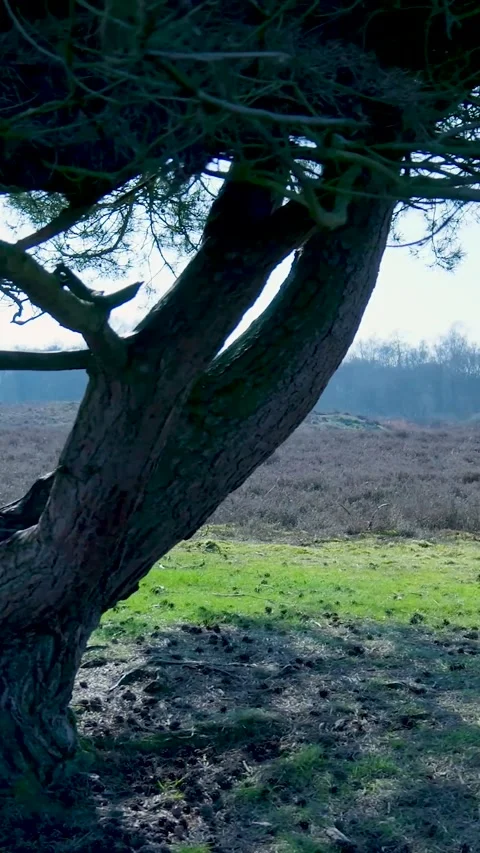 Gnarled Old Pine Tree In Sunny Heathland Landscape Stock Footage 335477789