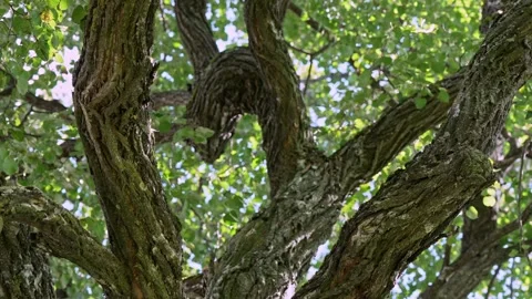 Gnarled old tree branches with green leaves Stock Footage 345555909
