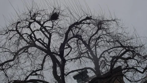 Gnarled Old Tree Stock Footage 83998665