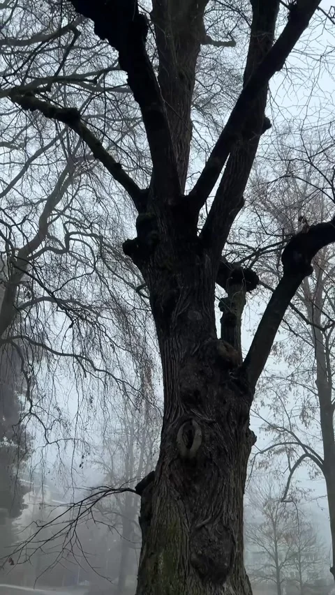 Gnarled Old Tree Trunk in Misty Auerbach Stock Footage 328927510