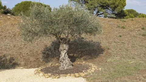Gnarled olive tree standing on its own Stock Photos