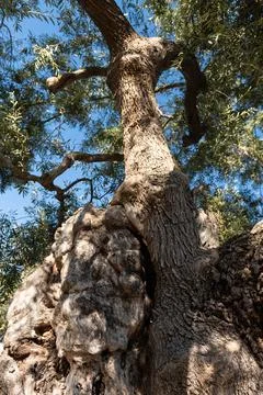 Gnarled Olive Tree Texture Stock Photos