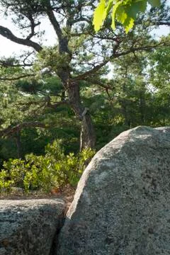 Gnarled pine on hill Stock Photos