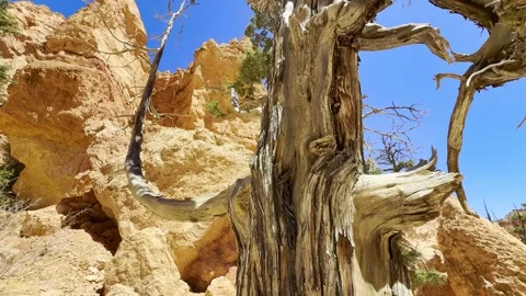 Gnarled Pine Tree Trunk With Green Needles and Bryce Canyon Red Rocks Background Stock Footage 337321435