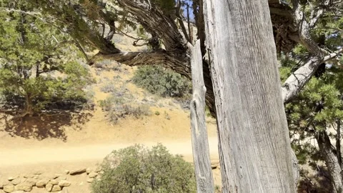 Gnarled Pine Tree Trunk With Green Needles and Bryce Canyon Red Rocks Background Stock Footage 337321443
