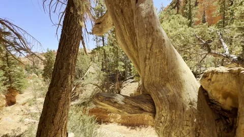 Gnarled Pine Tree Trunk With Green Needles and Bryce Canyon Red Rocks Background Stock Footage 337321450