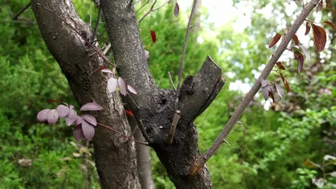 Gnarled Plum Tree Trunk with Sparse Purple Leaves Against Lush Green Backdrop Stock Footage 344551215