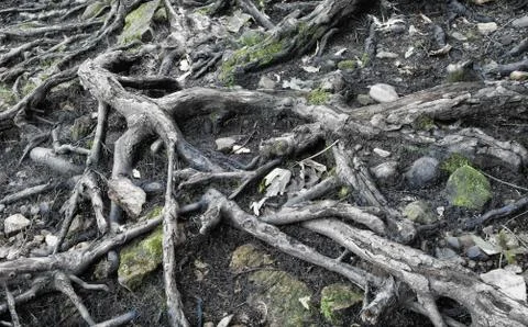 Gnarled Roots Stock Photos
