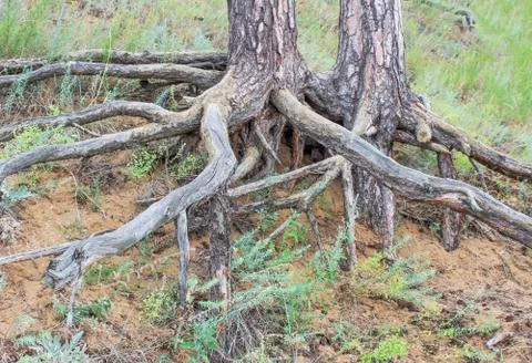 Gnarled roots Stock Photos