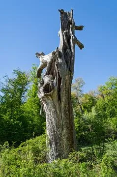 Gnarled Sentinel of the Forest Foto stock