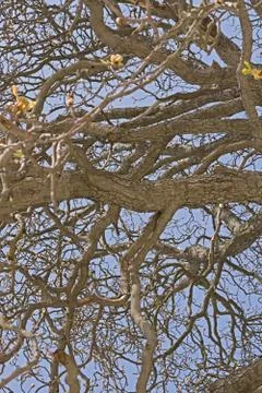 Gnarled Tree Abstract Stock Photos