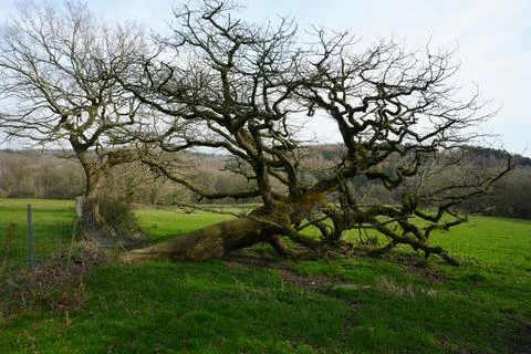 Gnarled Tree With Bare Branches In Green Field, Barlow, North East Derbyshire, Fotos Stock