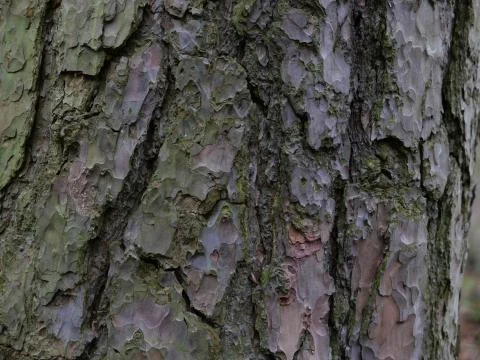 Gnarled tree bark background with deep groves Stock Photos