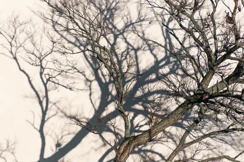 Gnarled tree branch casting dense shadow on light wall surface Stock Photos