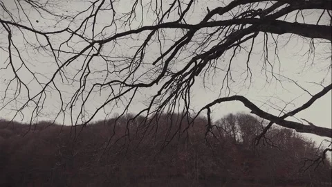 Gnarled tree branches against a grey sky panning down to reveal a gently 스톡 동영상 331145887