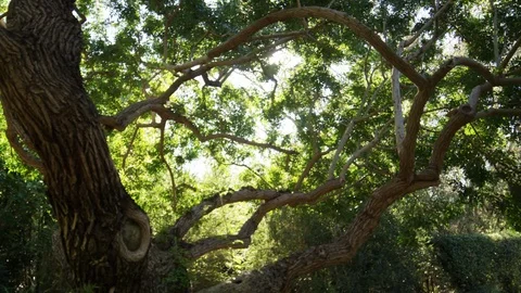 Gnarled tree branches circling sun flare RED 4k.R3D slowmo Stock Footage 103343885