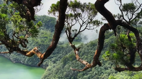 Gnarled tree branches frame verdant valley and misty lake Stock-Footage 346944520