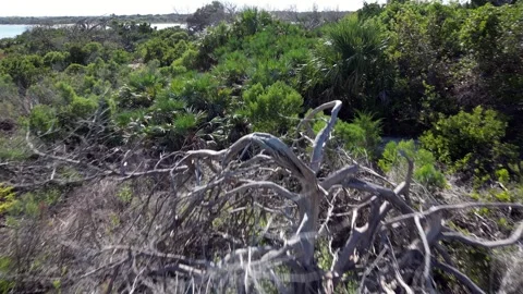 Gnarled tree fly over Vídeo Stock 250181313