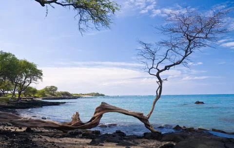 Gnarled tree frames an ocean bay Stock Photos