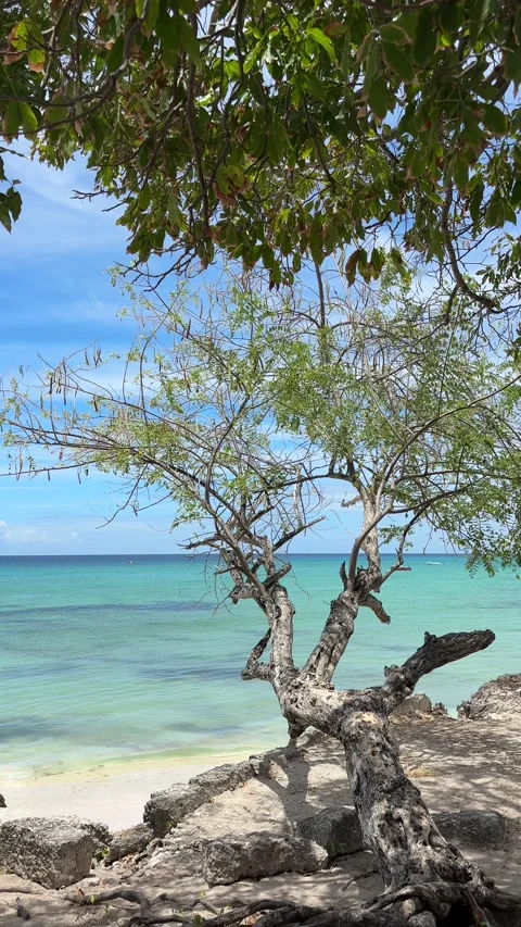 Gnarled Tree Frames Turquoise Caribbean Sea, Barbados Beach Stock Footage 337418748