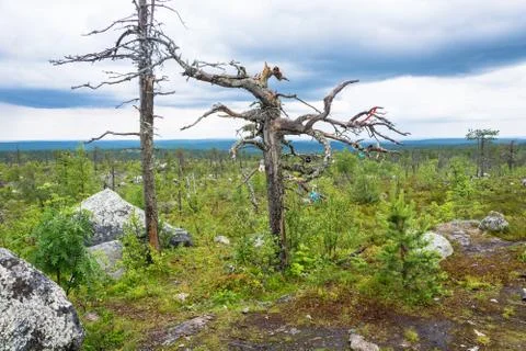 Gnarled tree on the mountain Vottovaara. Stock Photos