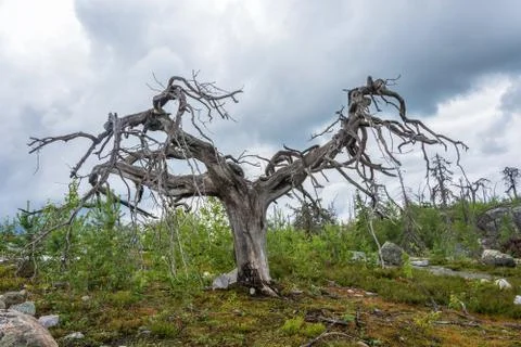 Gnarled tree on the mountain Vottovaara. Stock Photos