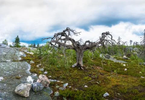 Gnarled tree on the mountain Vottovaara. Stock Photos