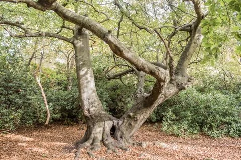 Gnarled tree Stock Photos