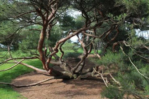 Gnarled Tree Фото