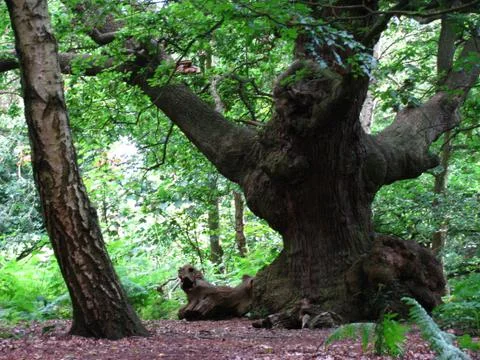 Gnarled Tree Stock Photos