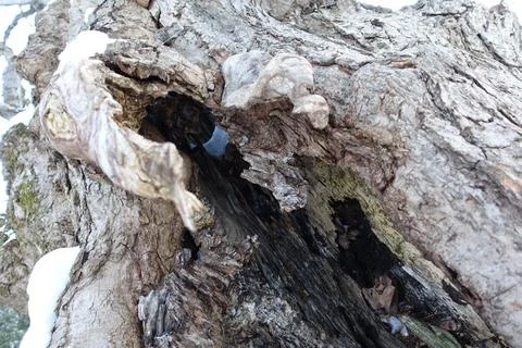 Gnarled Tree Stock Photos