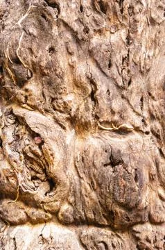 Gnarled tree root in close-up Stock Photos