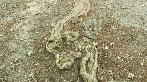 Gnarled Tree Root Snakes Through Patchy Dirt and Gravel Ground Stock Footage 335544888