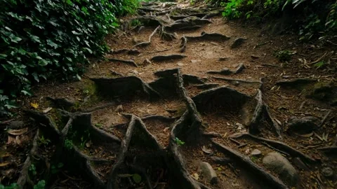 Gnarled tree roots extensively cover a dirt path with fallen leaves in a Stock Footage 334615119