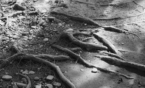 Gnarled tree roots forming a complex subconscious network of psychological te Stock Photos