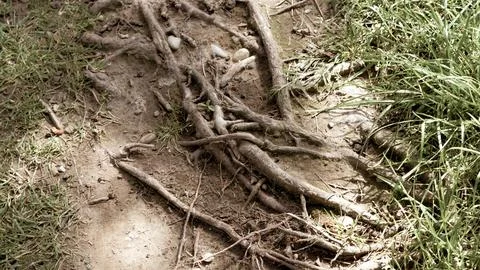 Gnarled tree roots forming a complex subconscious network of psychological te Stock Photos