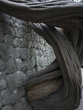 Gnarled tree roots over a stone wall, China Stock Photos