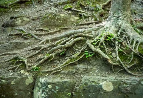Gnarled tree roots spread across forest floor and ancient gray stones Stock Photos