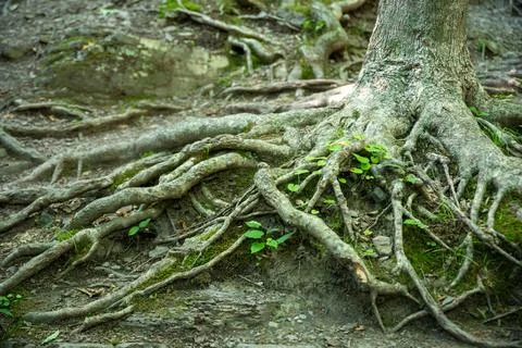 Gnarled tree roots spread out along forest floor with new green growth and moss Stock Photos