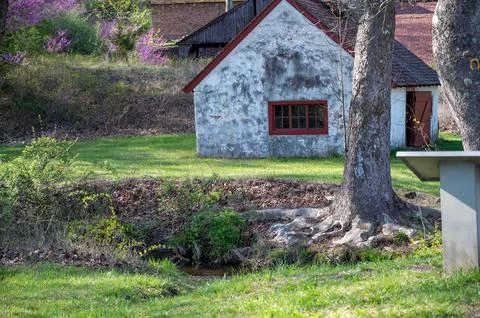 Gnarled tree roots by a stream and stone cottage background Stock Photos