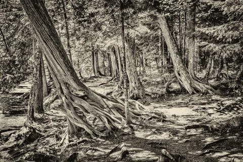 Gnarled Tree Roots from Wind and Soil Erosion Stock Photos