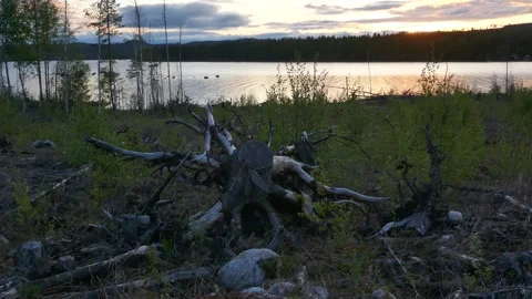 A gnarled tree stump on the shore of a forest lake at sunset. Stock Footage 318196099